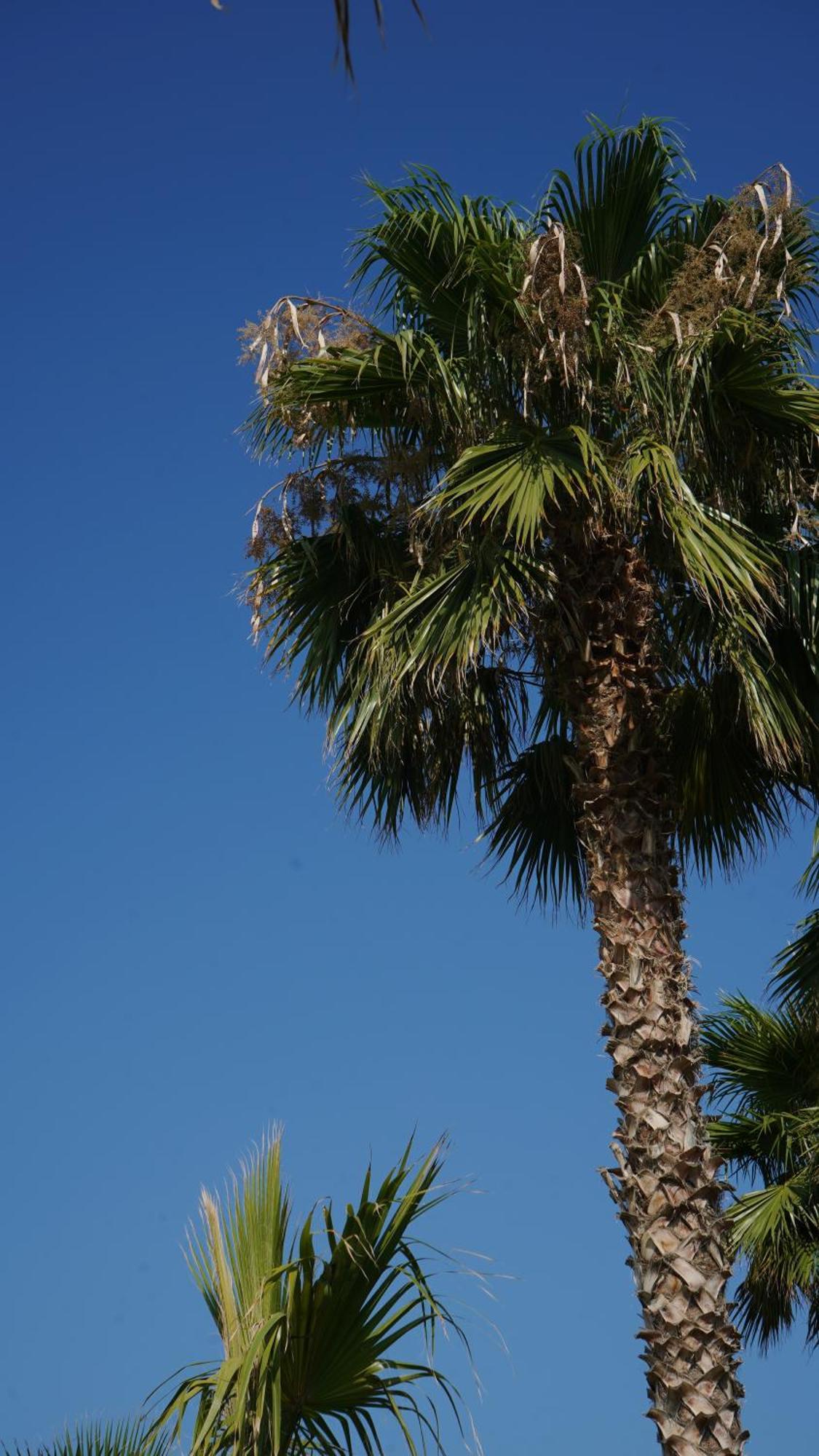 Infinity Resort Tropea Parghelia Εξωτερικό φωτογραφία